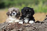 LHASSA APSO 098